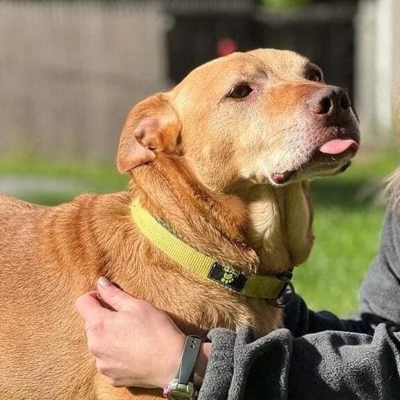 Dog For Adoption River A Labrador Retriever Golden Retriever Mix In Sparta Nj Petfinder