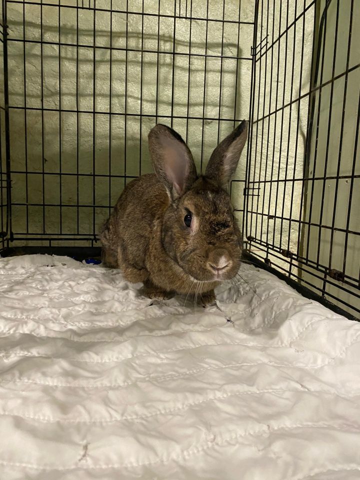 Rabbit for adoption Ali, a Bunny Rabbit in Norwalk, CT Petfinder