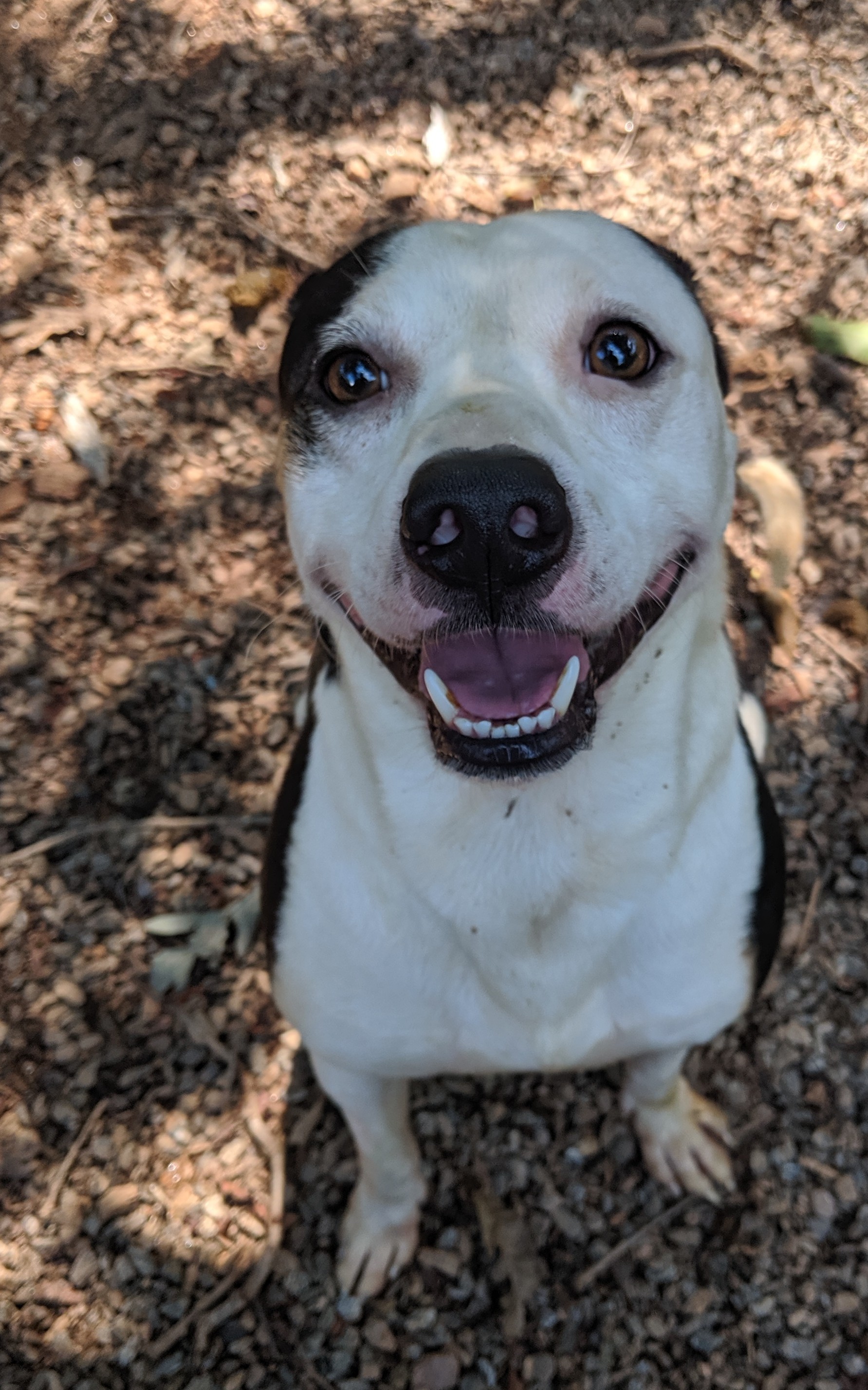 Deacon, an adoptable Pit Bull Terrier, Black Labrador Retriever in Marion, NC, 28752 | Photo Image 2