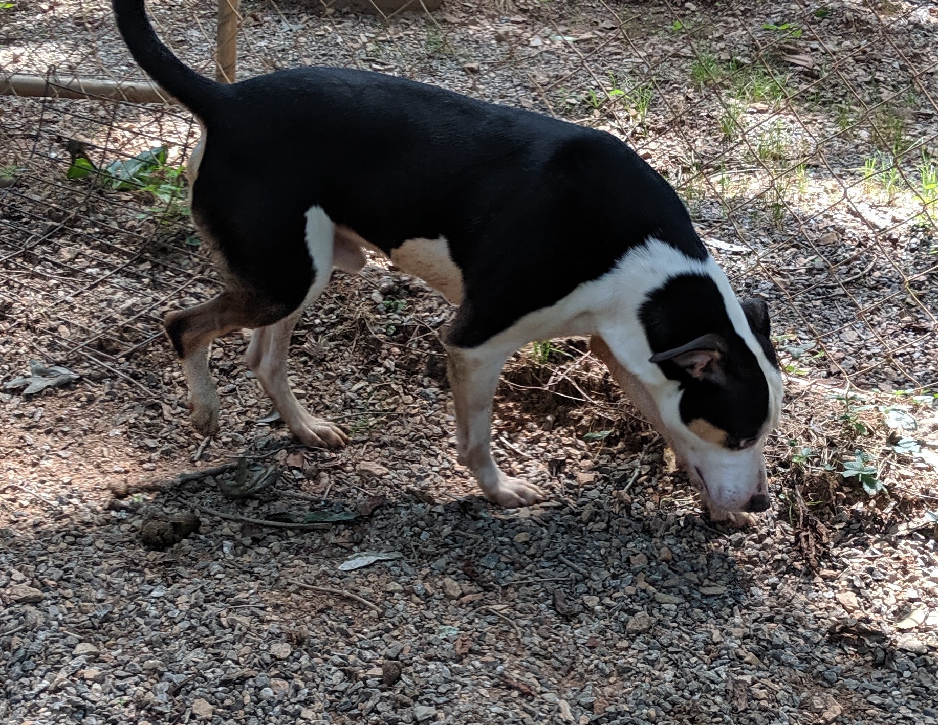 Deacon, an adoptable Pit Bull Terrier, Black Labrador Retriever in Marion, NC, 28752 | Photo Image 4