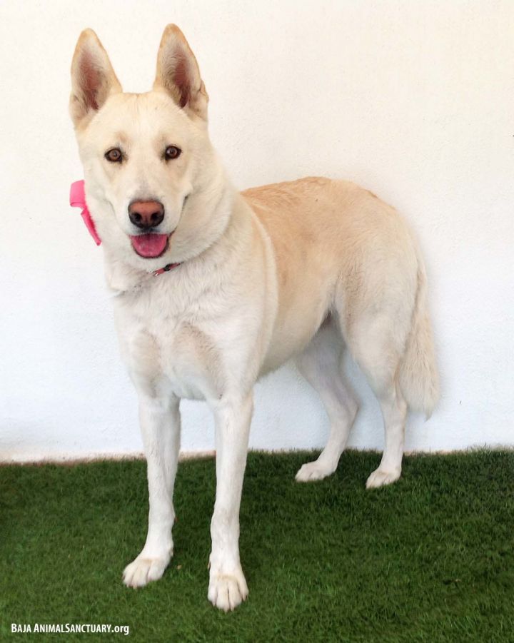 Dog For Adoption Ally A White German Shepherd Husky Mix In San Diego Ca Petfinder