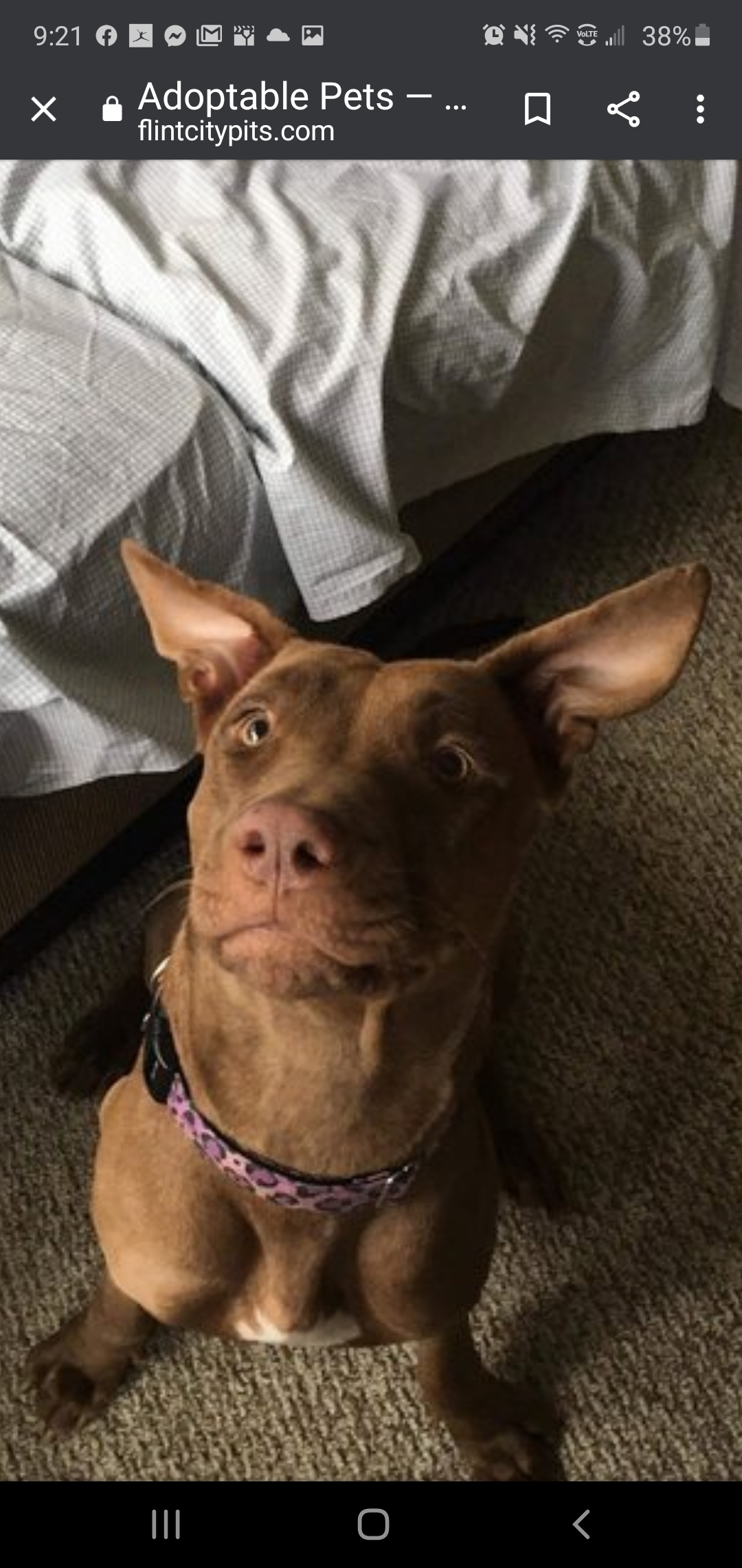 Eve, an adoptable American Staffordshire Terrier, Mixed Breed in Flint, MI, 48503 | Photo Image 1