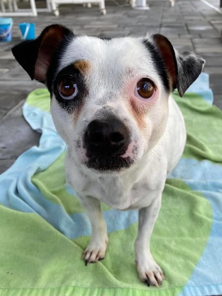 Clarabelle, an adoptable Chihuahua, Jack Russell Terrier in Cape Coral , FL, 33991 | Photo Image 3