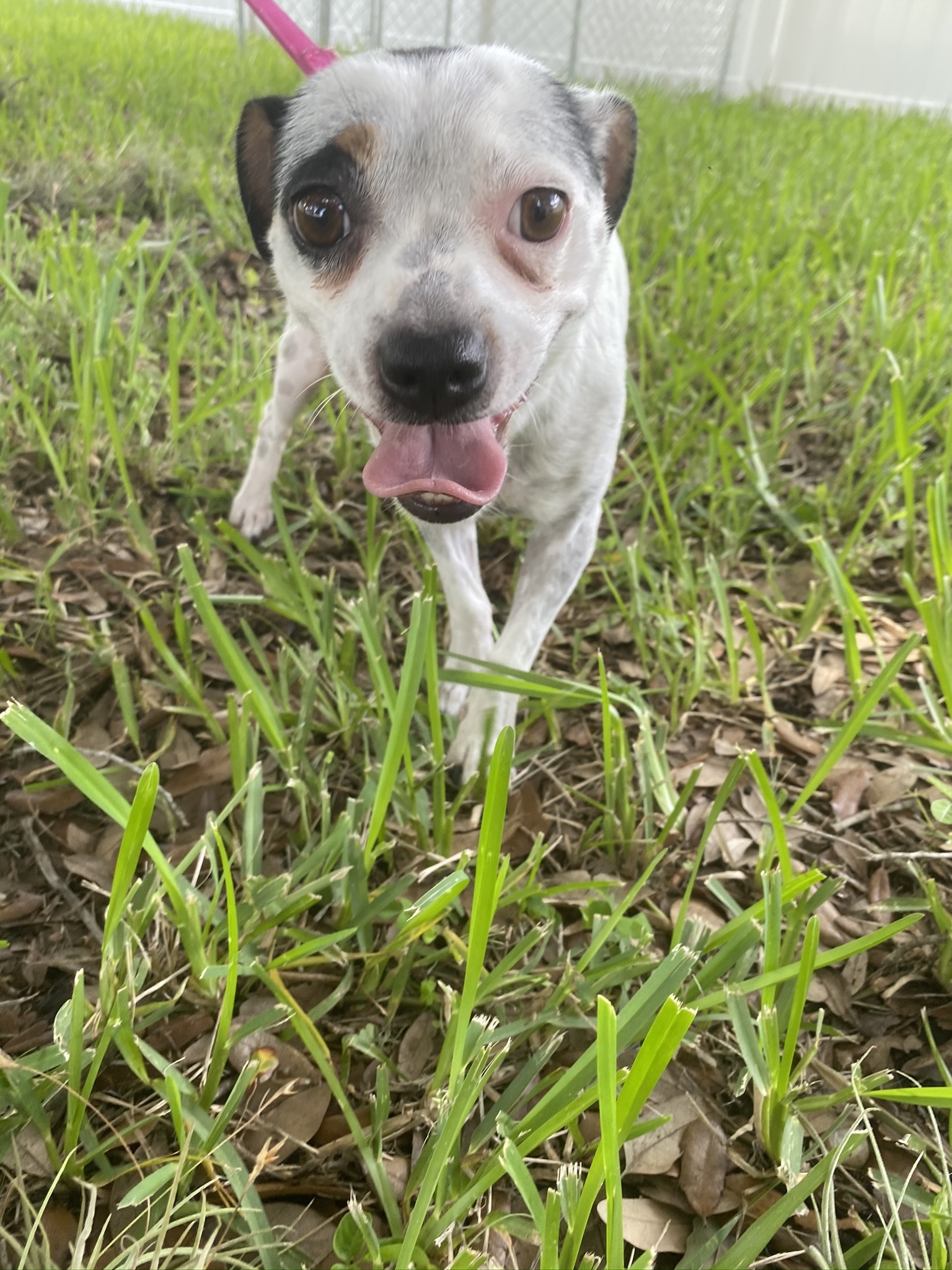 Clarabelle, an adoptable Chihuahua, Jack Russell Terrier in Cape Coral , FL, 33991 | Photo Image 4