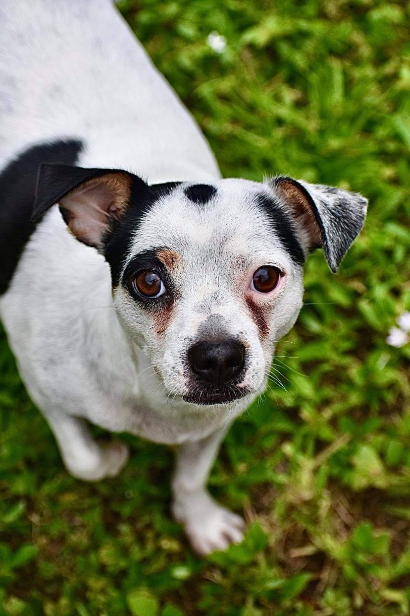 Clarabelle, an adoptable Chihuahua, Jack Russell Terrier in Cape Coral , FL, 33991 | Photo Image 5
