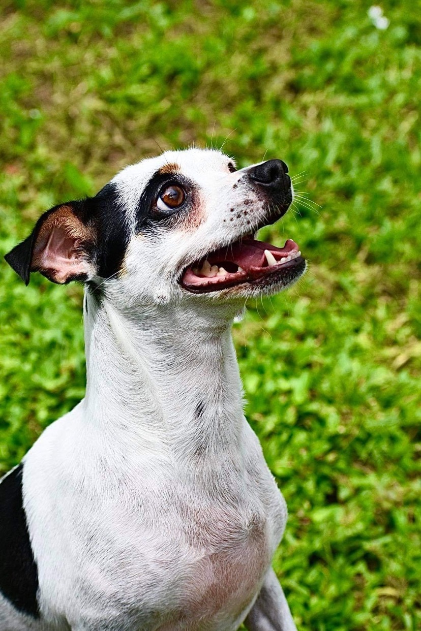 Clarabelle, an adoptable Chihuahua, Jack Russell Terrier in Cape Coral , FL, 33991 | Photo Image 6