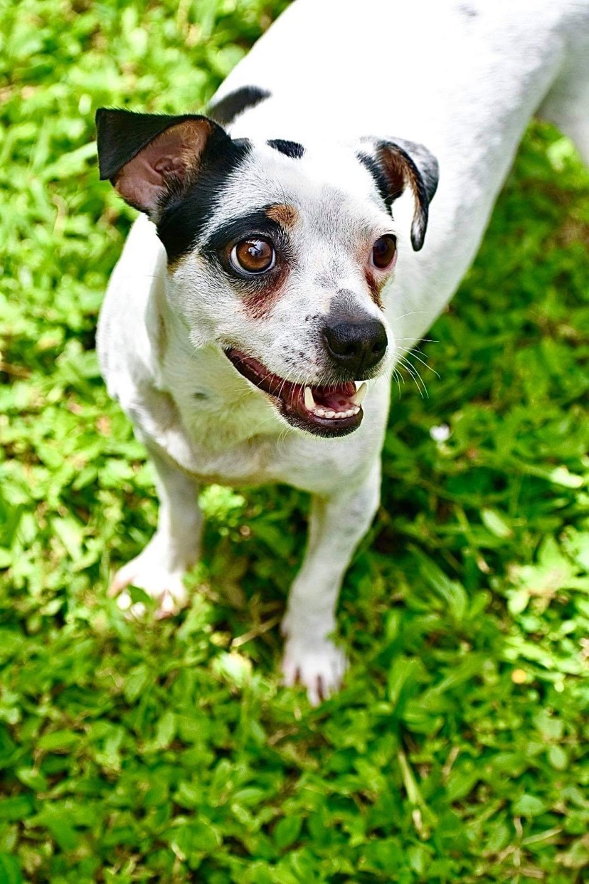 Clarabelle, an adoptable Chihuahua, Jack Russell Terrier in Cape Coral , FL, 33991 | Photo Image 1