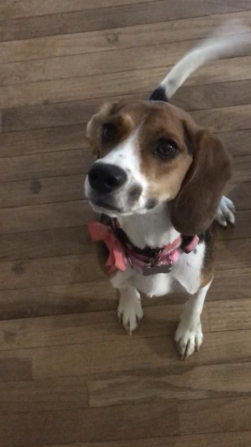 Hunting Beagles For Sale In Missouri