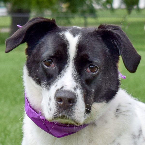 Ella, an adoptable Border Collie, Black Labrador Retriever in Huntley, IL, 60142 | Photo Image 1