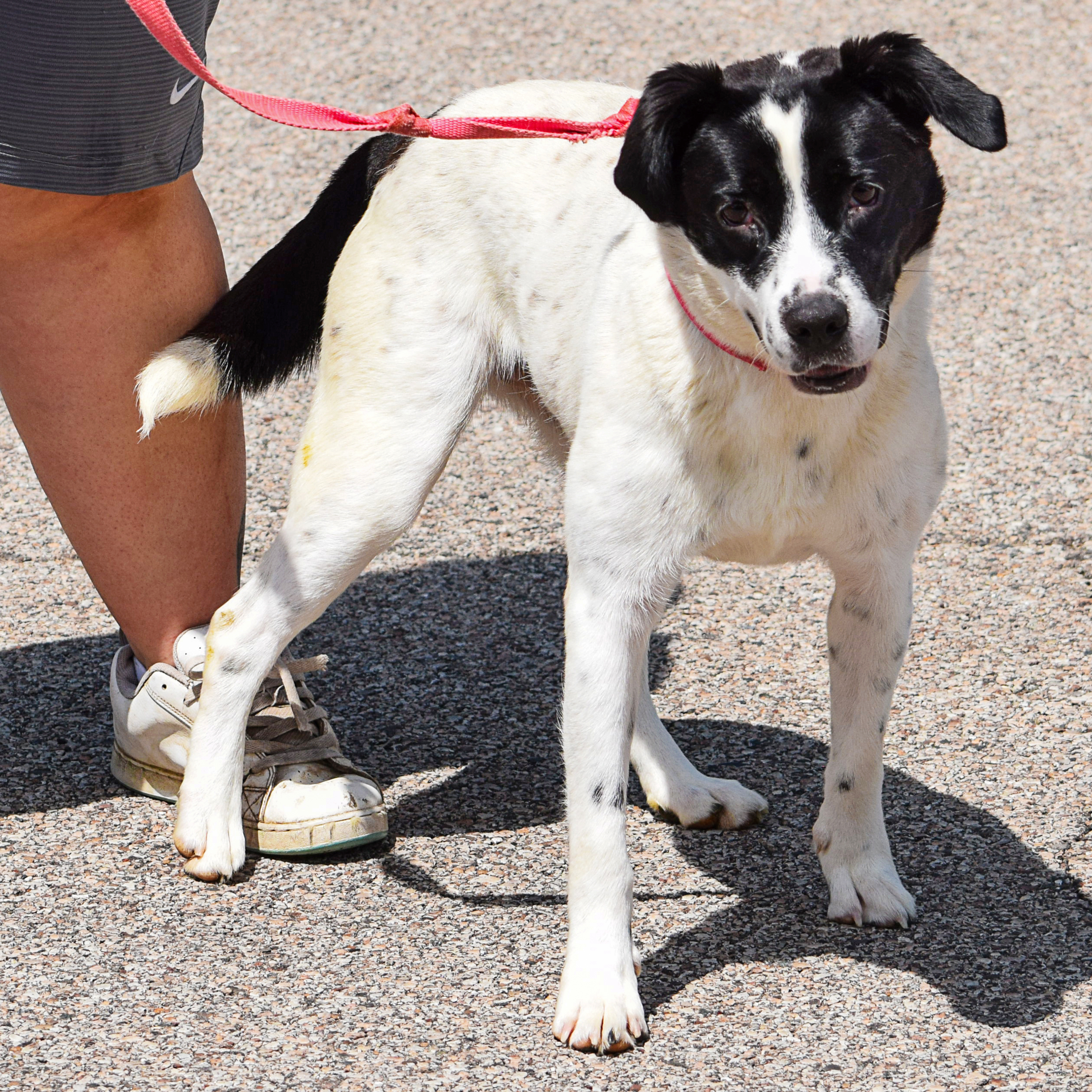 Ella, an adoptable Border Collie, Black Labrador Retriever in Huntley, IL, 60142 | Photo Image 3