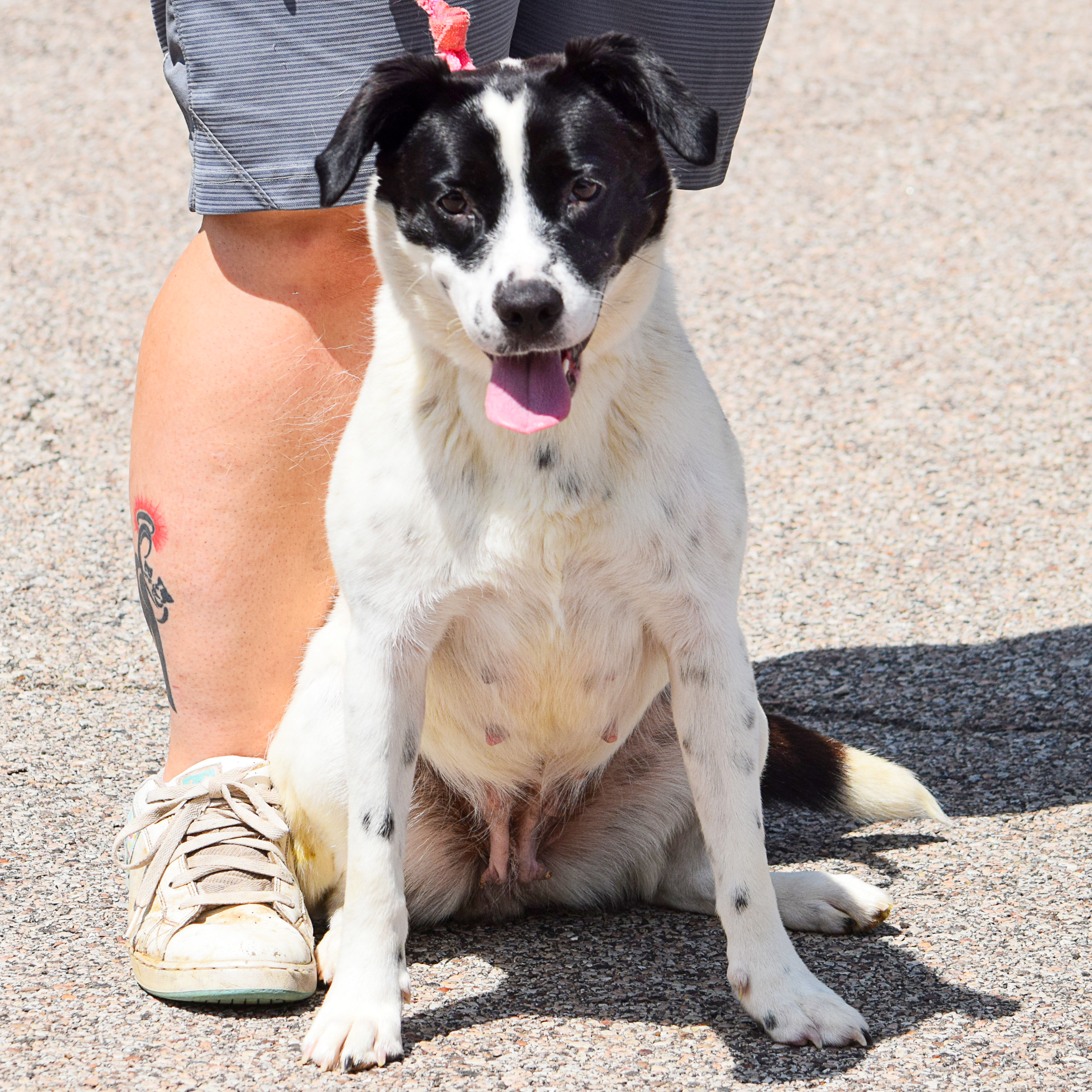 Ella, an adoptable Border Collie, Black Labrador Retriever in Huntley, IL, 60142 | Photo Image 4