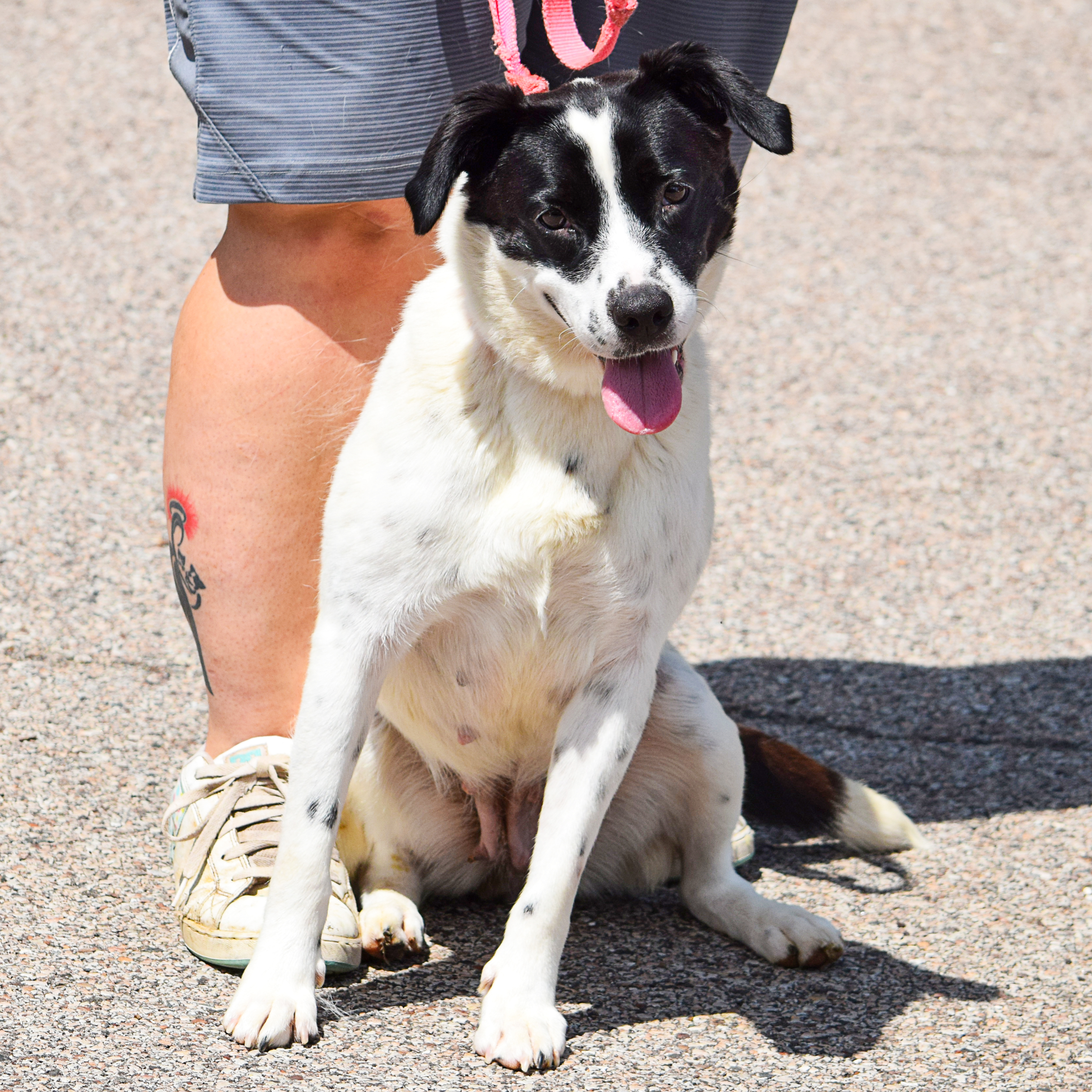 Ella, an adoptable Border Collie, Black Labrador Retriever in Huntley, IL, 60142 | Photo Image 5