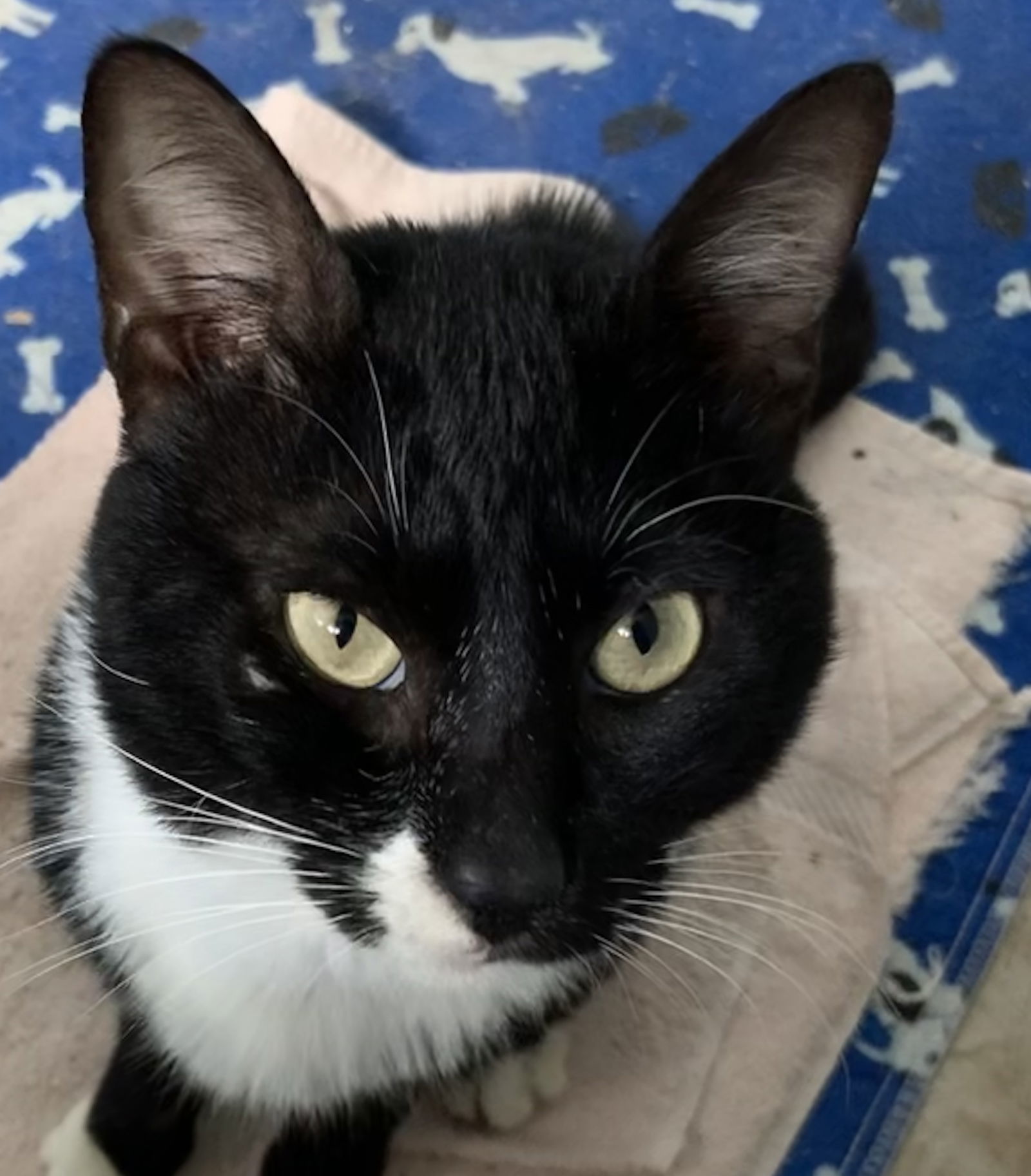 Dexter, an adoptable Tuxedo, Domestic Short Hair in Hallandale, FL, 33008 | Photo Image 1