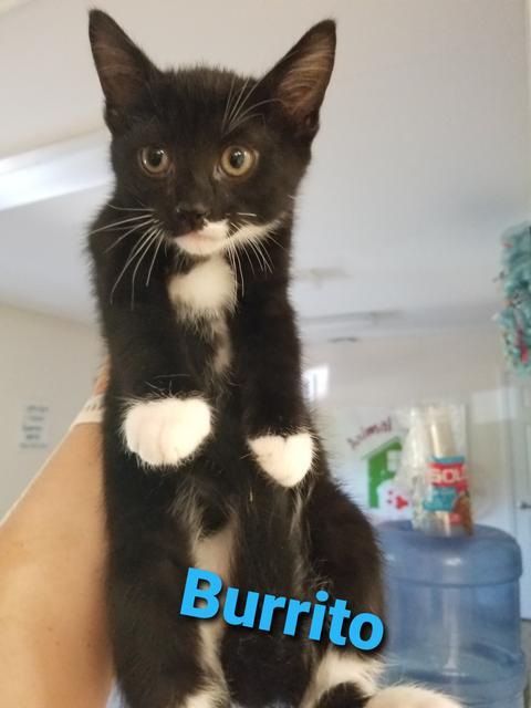 Burrito, an adoptable Domestic Short Hair in Blountville, TN