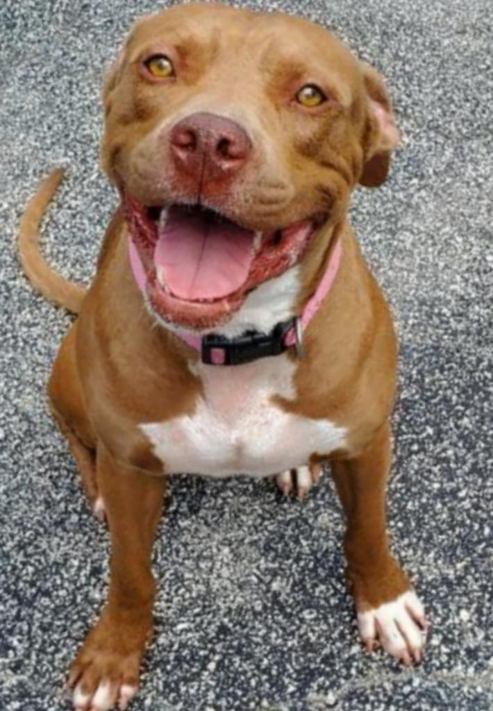 Dog For Adoption Apollo A Pit Bull Terrier In North Fort Myers Fl Petfinder