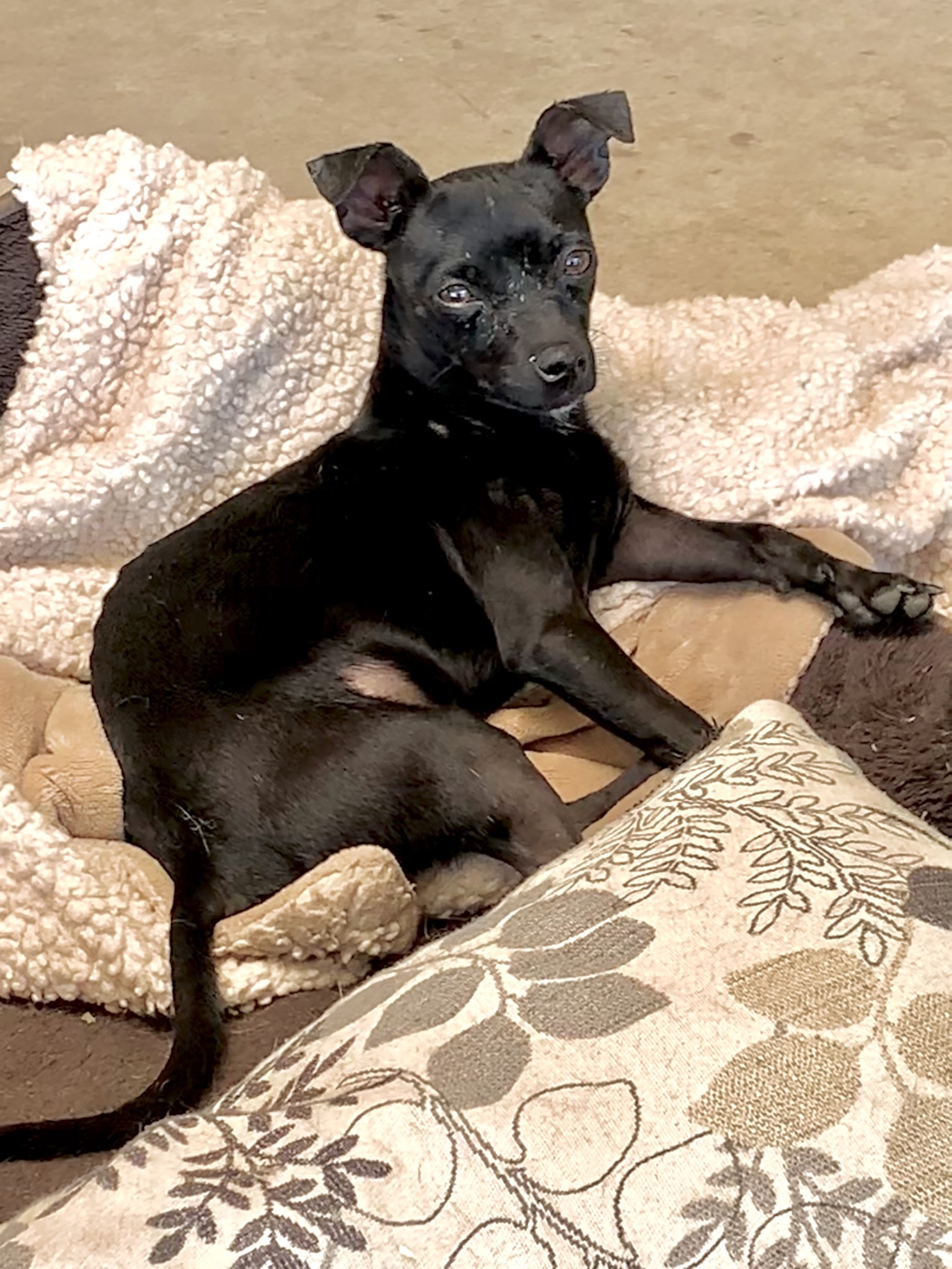 Cruz, an adoptable Chihuahua in Ramona, CA, 92065 | Photo Image 1