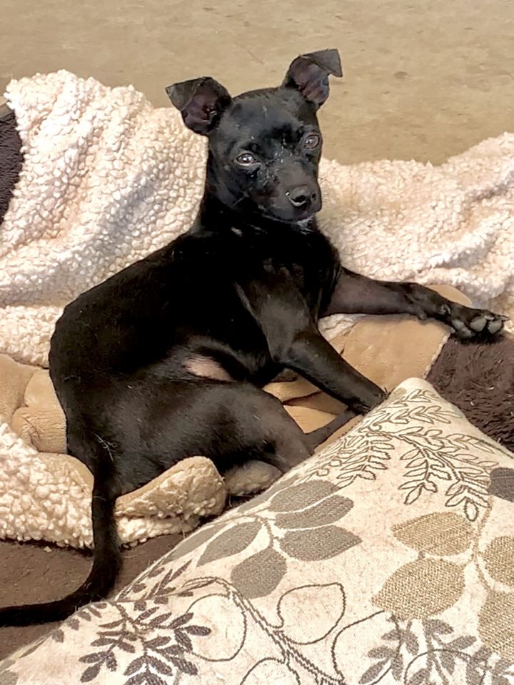 Cruz, an adoptable Chihuahua in Ramona, CA_image-1