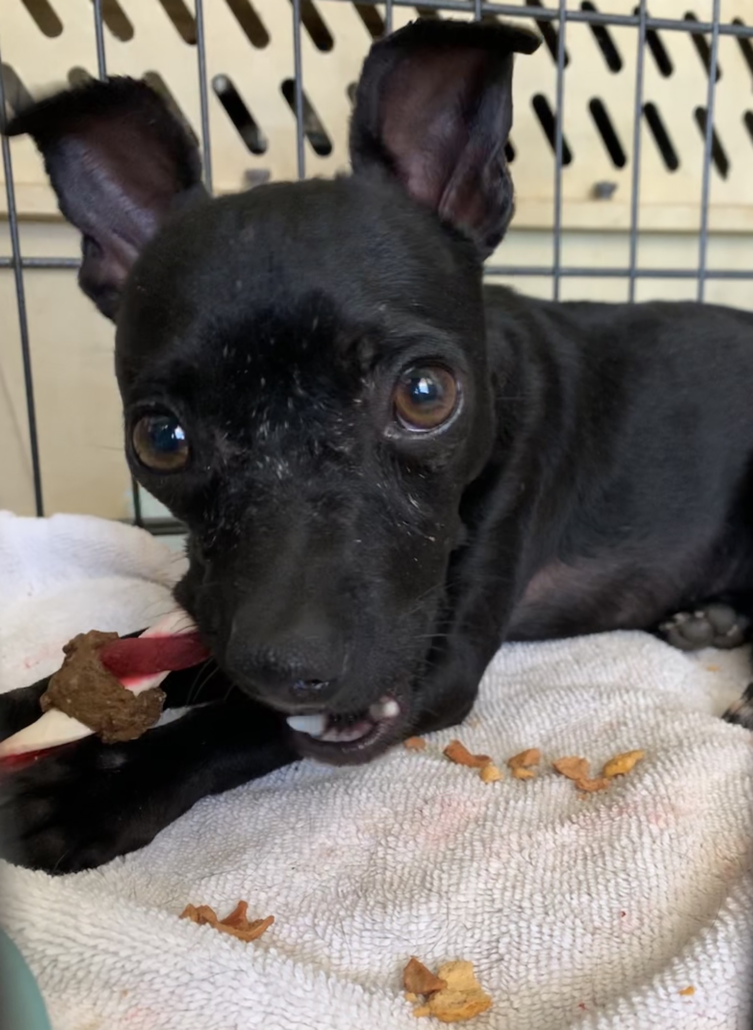 Cruz, an adoptable Chihuahua in Ramona, CA, 92065 | Photo Image 4