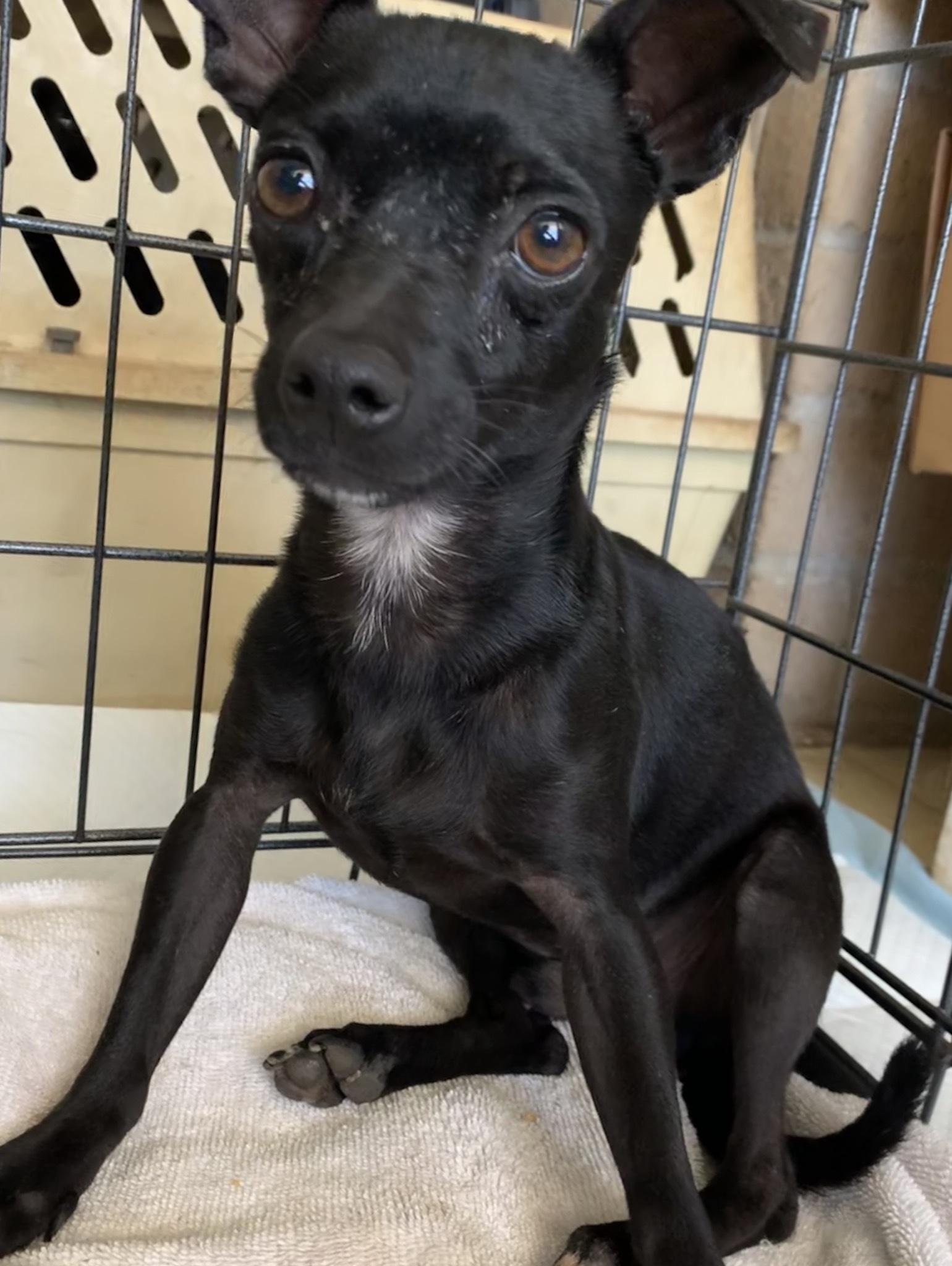 Cruz, an adoptable Chihuahua in Ramona, CA, 92065 | Photo Image 3