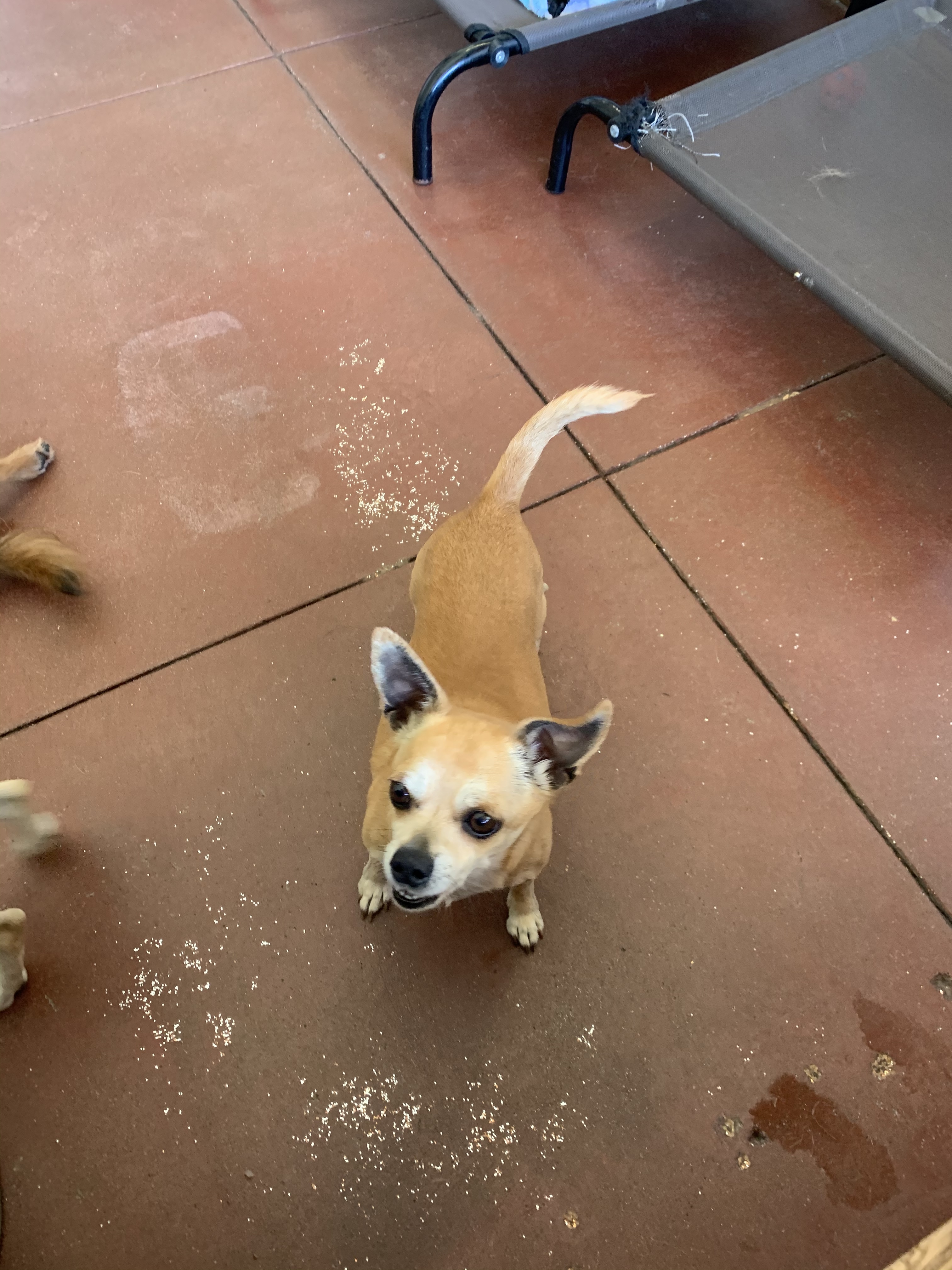 Baby, an adoptable Chihuahua in Ramona, CA, 92065 | Photo Image 1