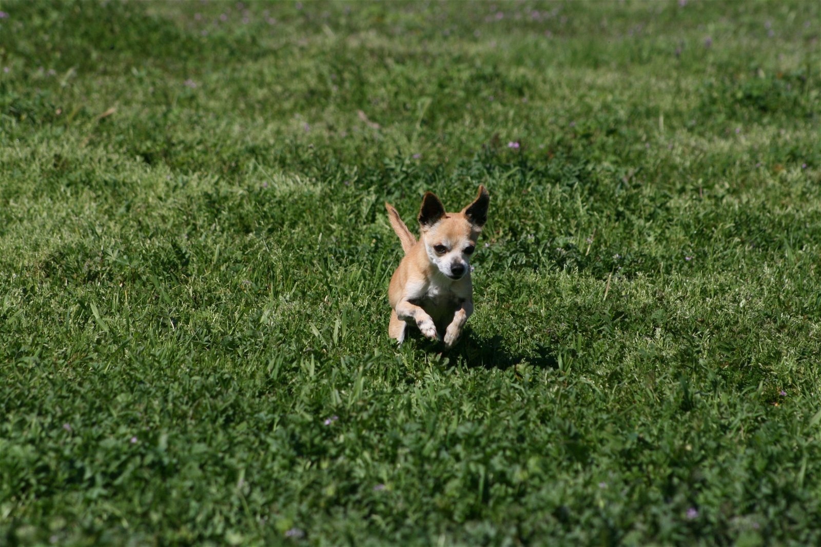 Baby, an adoptable Chihuahua in Ramona, CA, 92065 | Photo Image 2