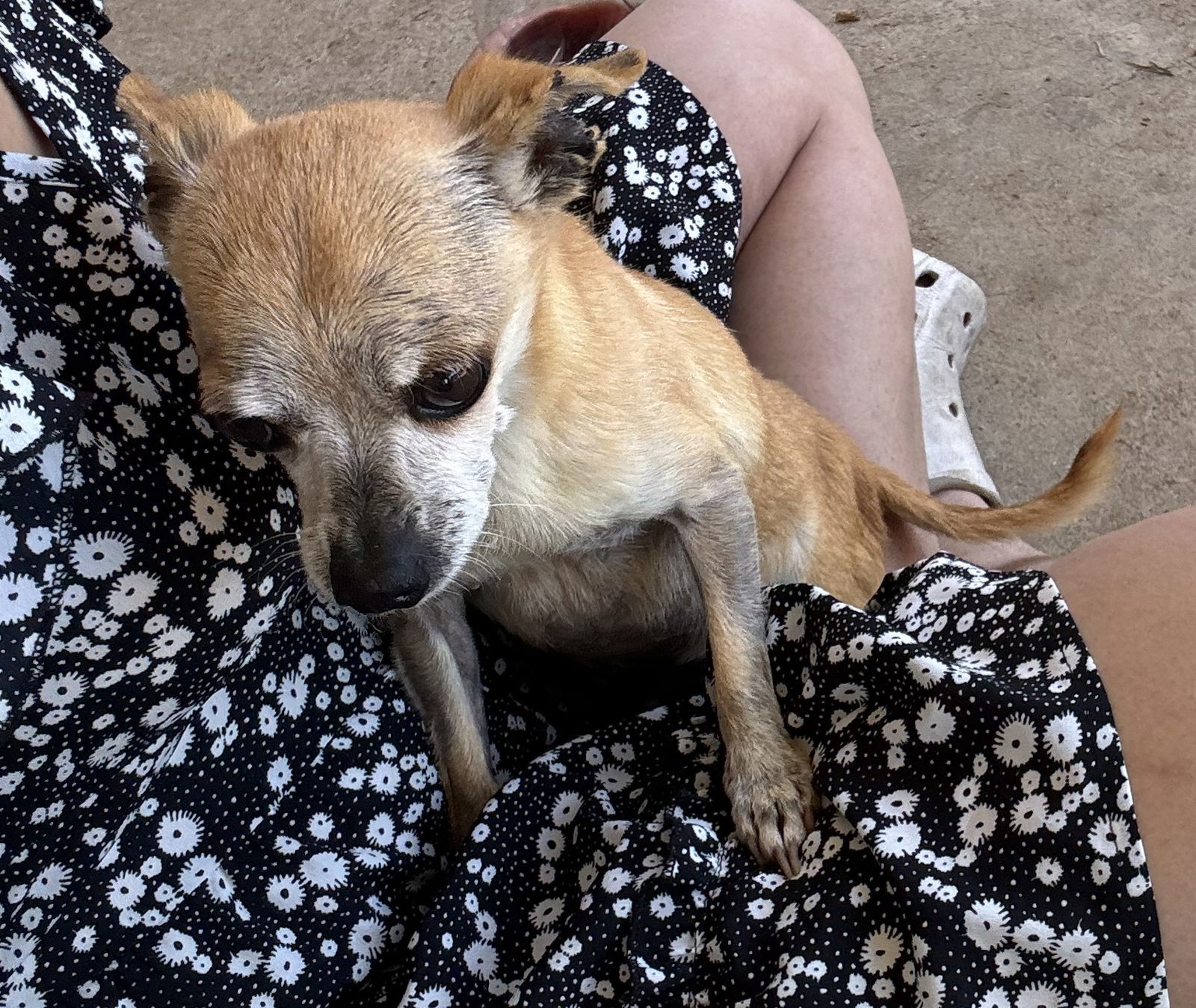 Baby, an adoptable Chihuahua in Ramona, CA, 92065 | Photo Image 2