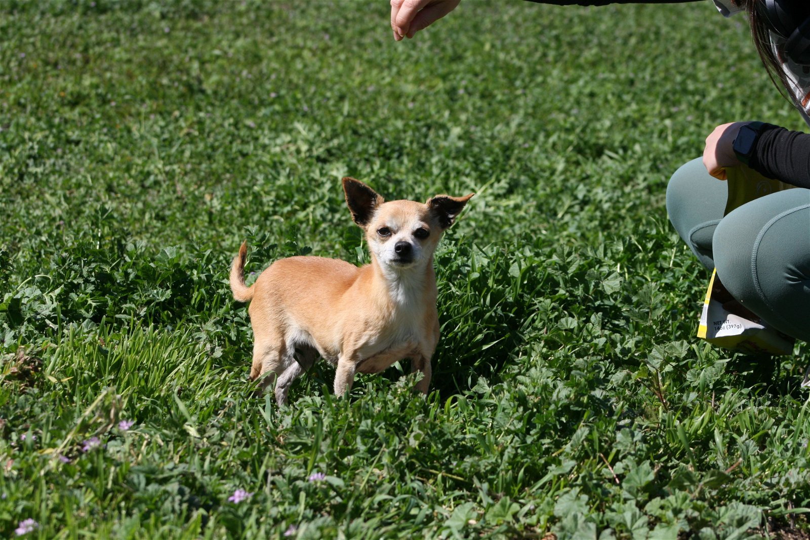 Baby, an adoptable Chihuahua in Ramona, CA, 92065 | Photo Image 3