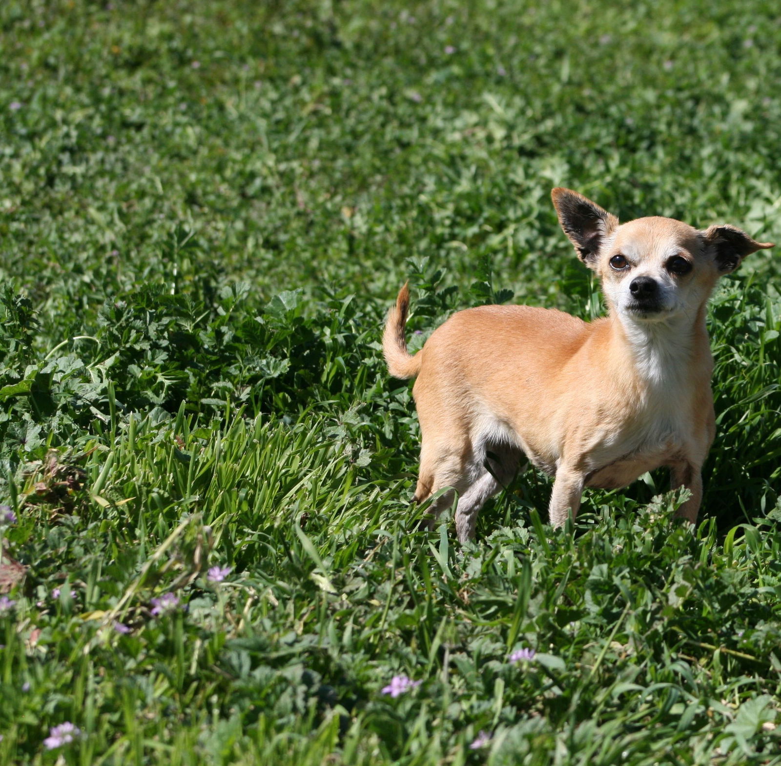 Baby, an adoptable Chihuahua in Ramona, CA, 92065 | Photo Image 3