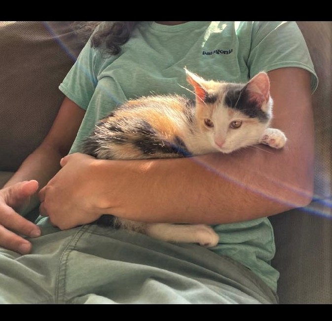 Myla (calico) and her brother Chippy 1