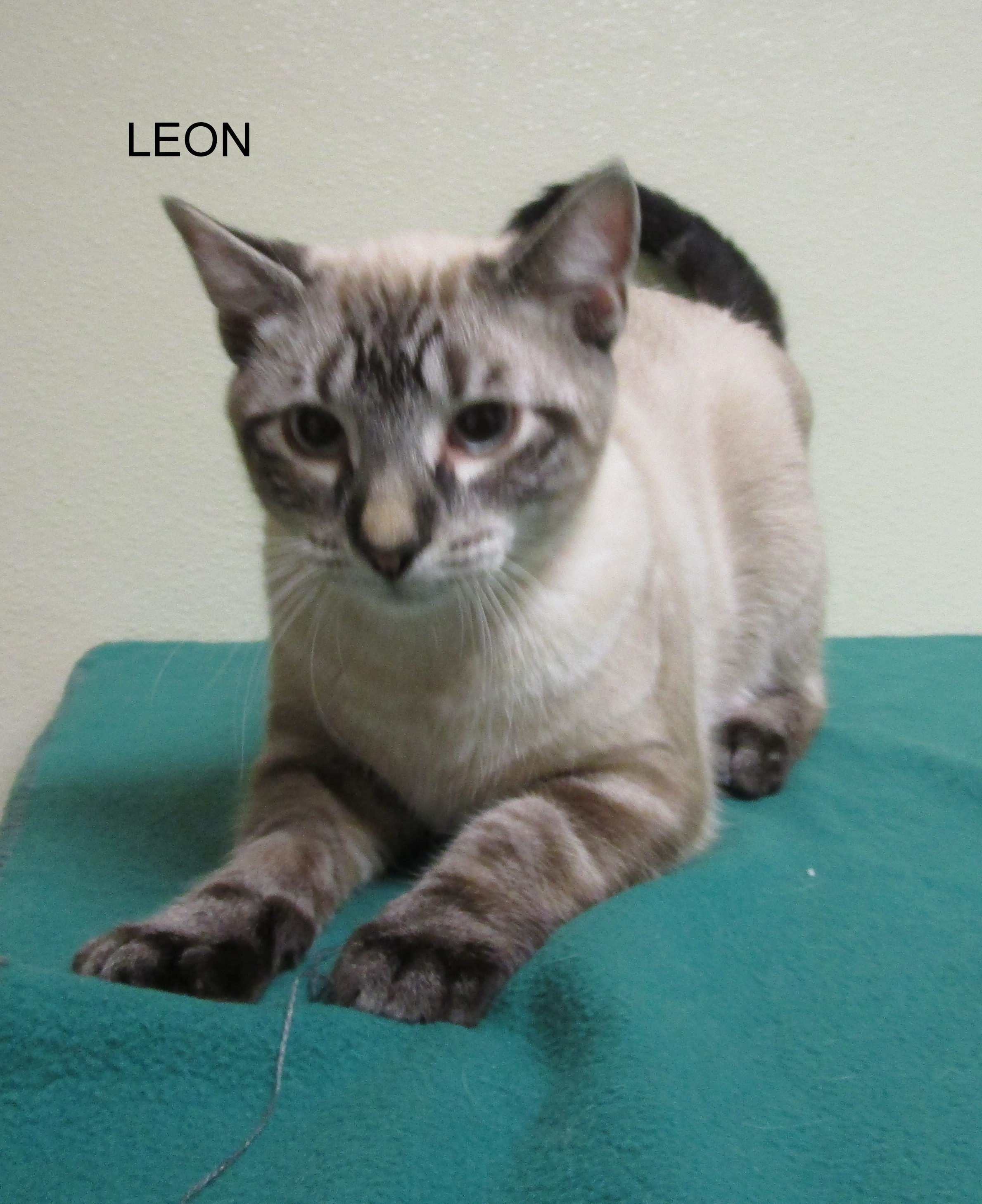 Leon detail page