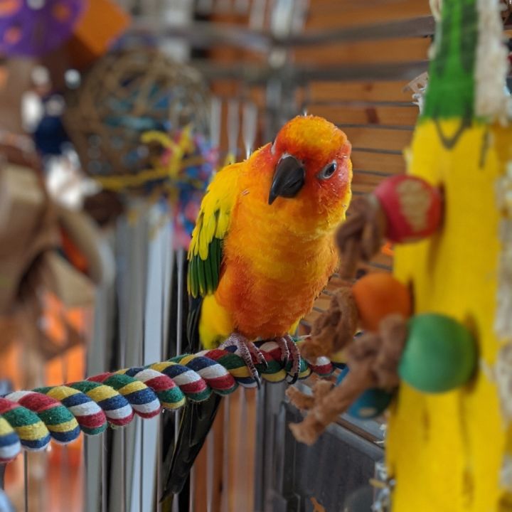 Kona 2