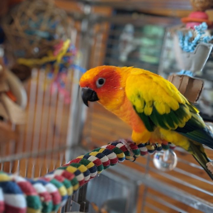 Kona 1