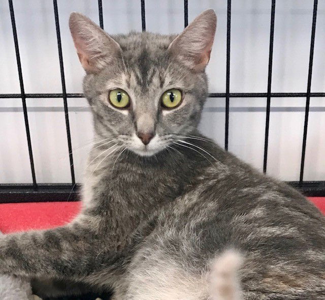 Lotus, an adoptable Domestic Short Hair in Sistersville, WV, 26175 | Photo Image 1