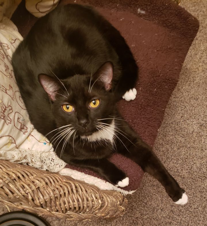 Cat for adoption - Bonnie, a Tuxedo & Domestic Short Hair ...