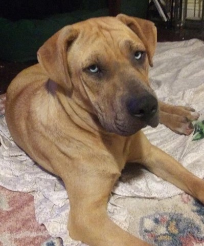 Kiiro, an adoptable American Staffordshire Terrier & Carolina Dog Mix in Lenoir, NC_image-2