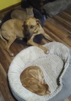 Kiiro, an adoptable American Staffordshire Terrier & Carolina Dog Mix in Lenoir, NC_image-3