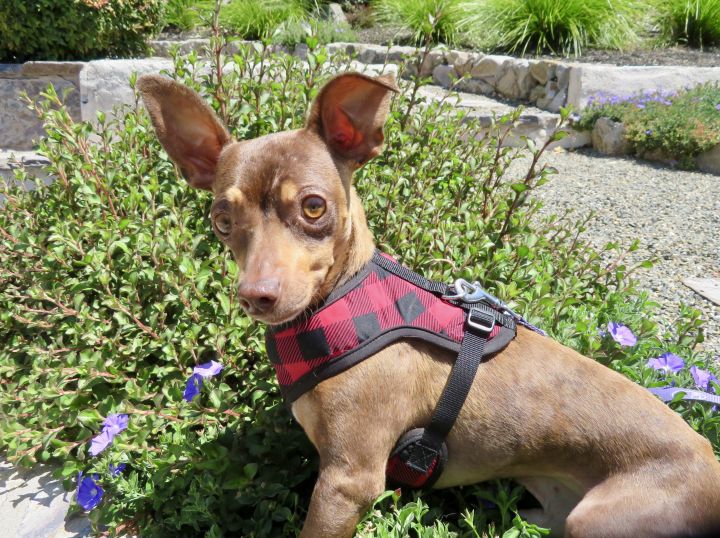 Dog for adoption - Cicero, a Chihuahua in Los Angeles, CA ...