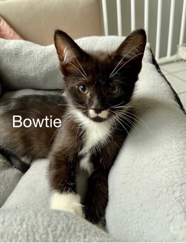 Bowtie detail page