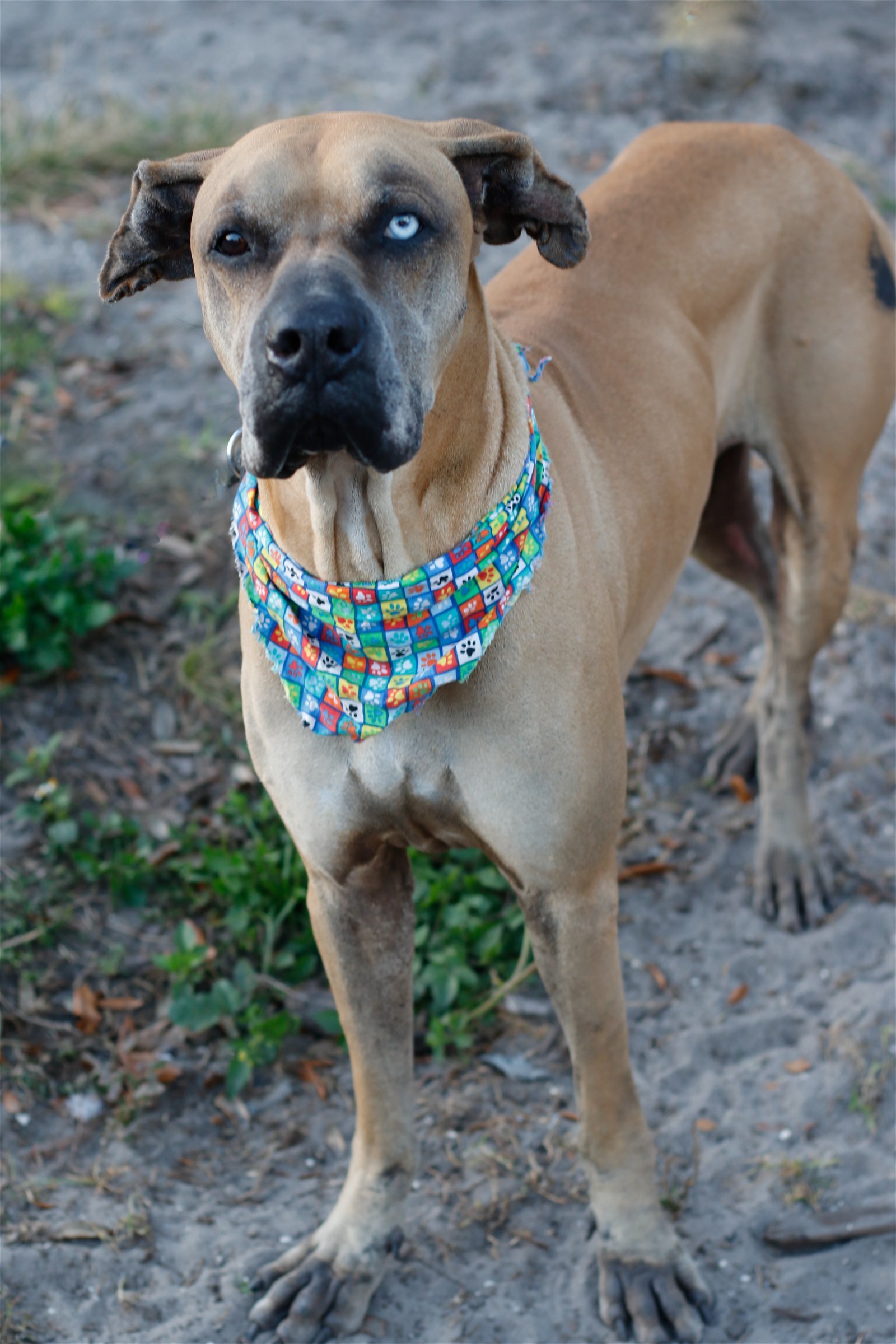 Dobi, an adoptable Great Dane in Sanford, FL, 32771 | Photo Image 3
