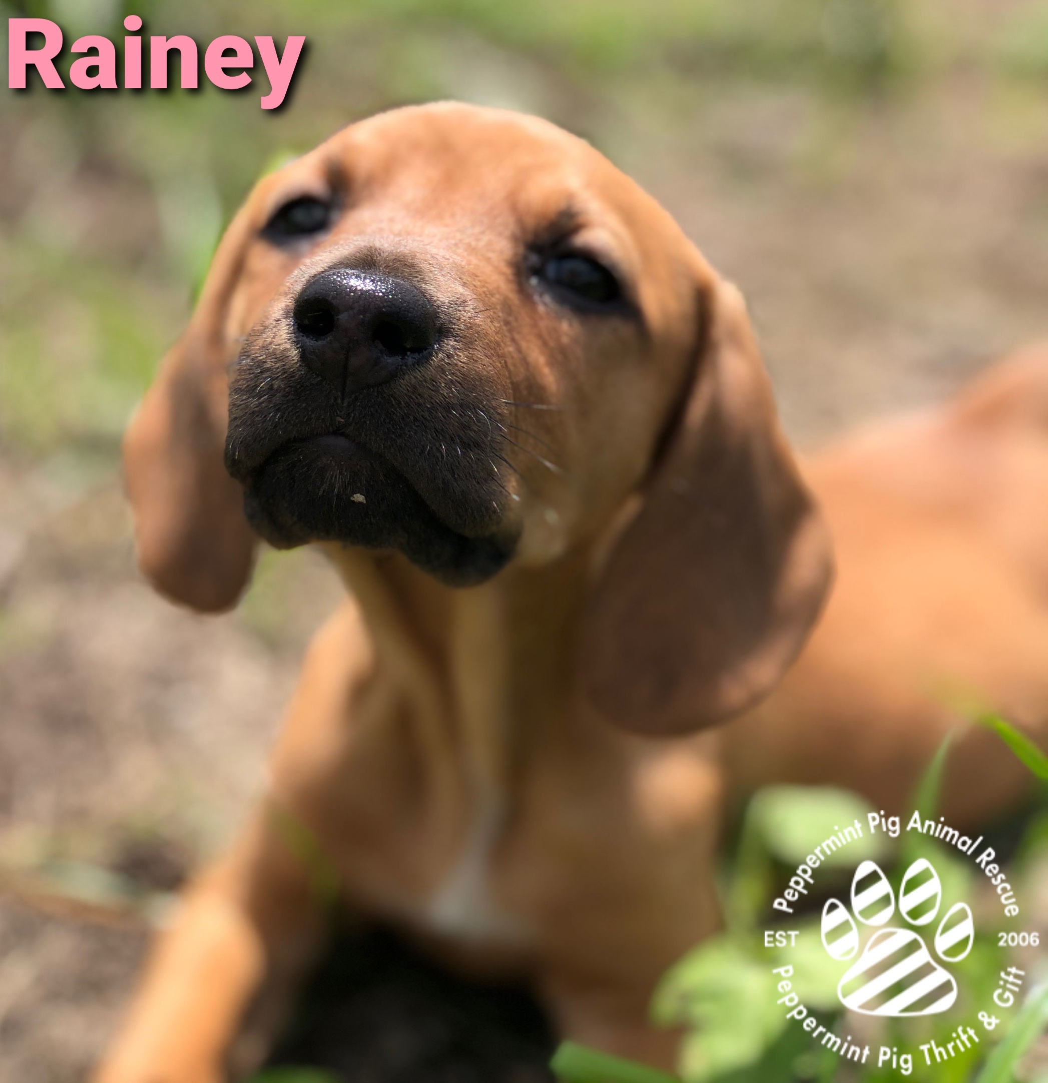 Rainey Adoption Pending detail page