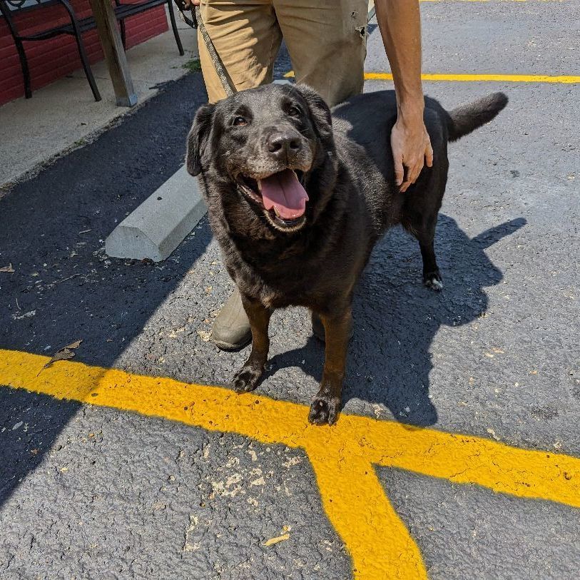 Marley, an adoptable Labrador Retriever, Chow Chow in Reeds Spring, MO, 65737 | Photo Image 2