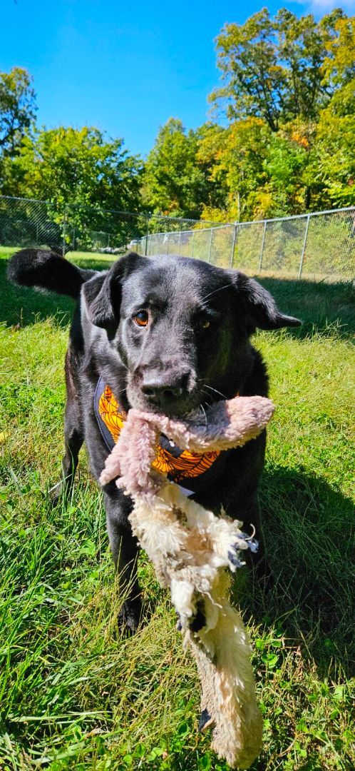 Marley, an adoptable Labrador Retriever, Chow Chow in Reeds Spring, MO, 65737 | Photo Image 1