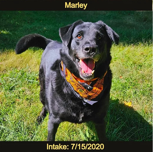 Marley, an adoptable Labrador Retriever, Chow Chow in Reeds Spring, MO, 65737 | Photo Image 1