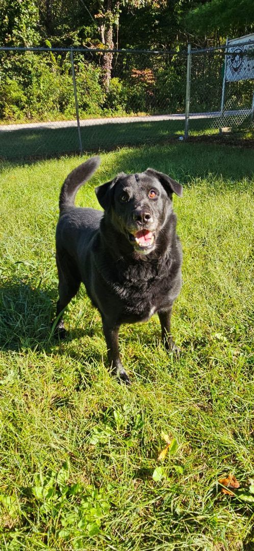 Marley, an adoptable Labrador Retriever, Chow Chow in Reeds Spring, MO, 65737 | Photo Image 4