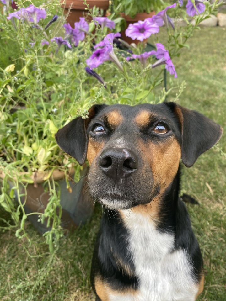 Adopt A Senior Dog Minnesota