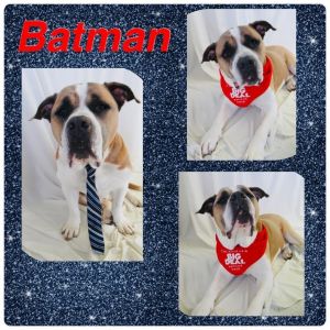 Batman - Pawsitive Direction Program