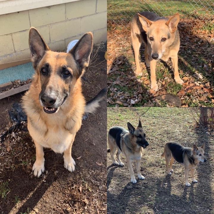 Dog For Adoption Prince A German Shepherd Dog In Watertown Wi Petfinder