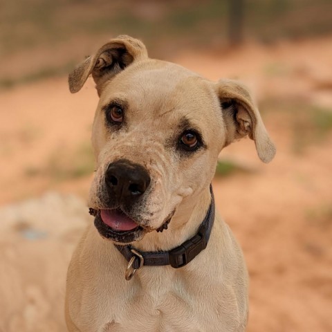 Chewy, an adoptable Boxer, Labrador Retriever in Kanab, UT, 84741 | Photo Image 1