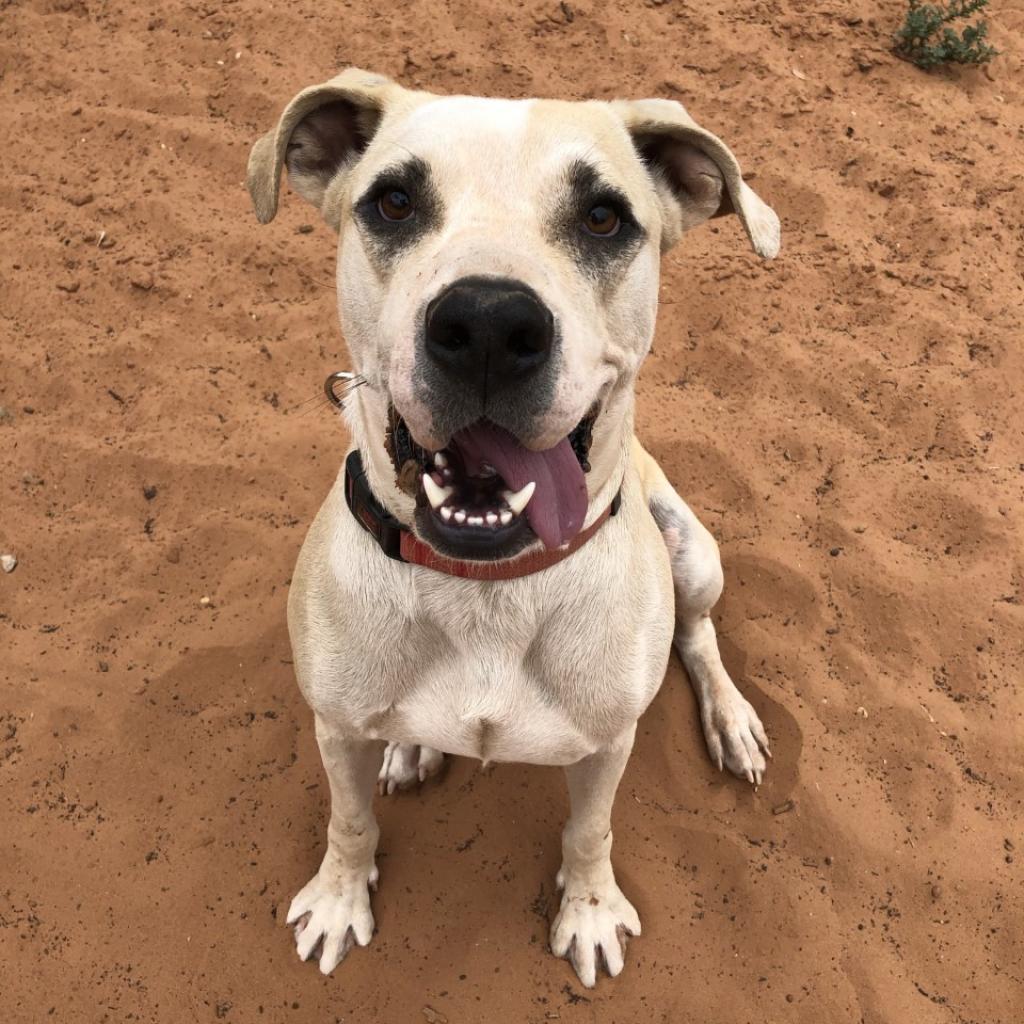 Chewy, an adoptable Boxer, Labrador Retriever in Kanab, UT, 84741 | Photo Image 2