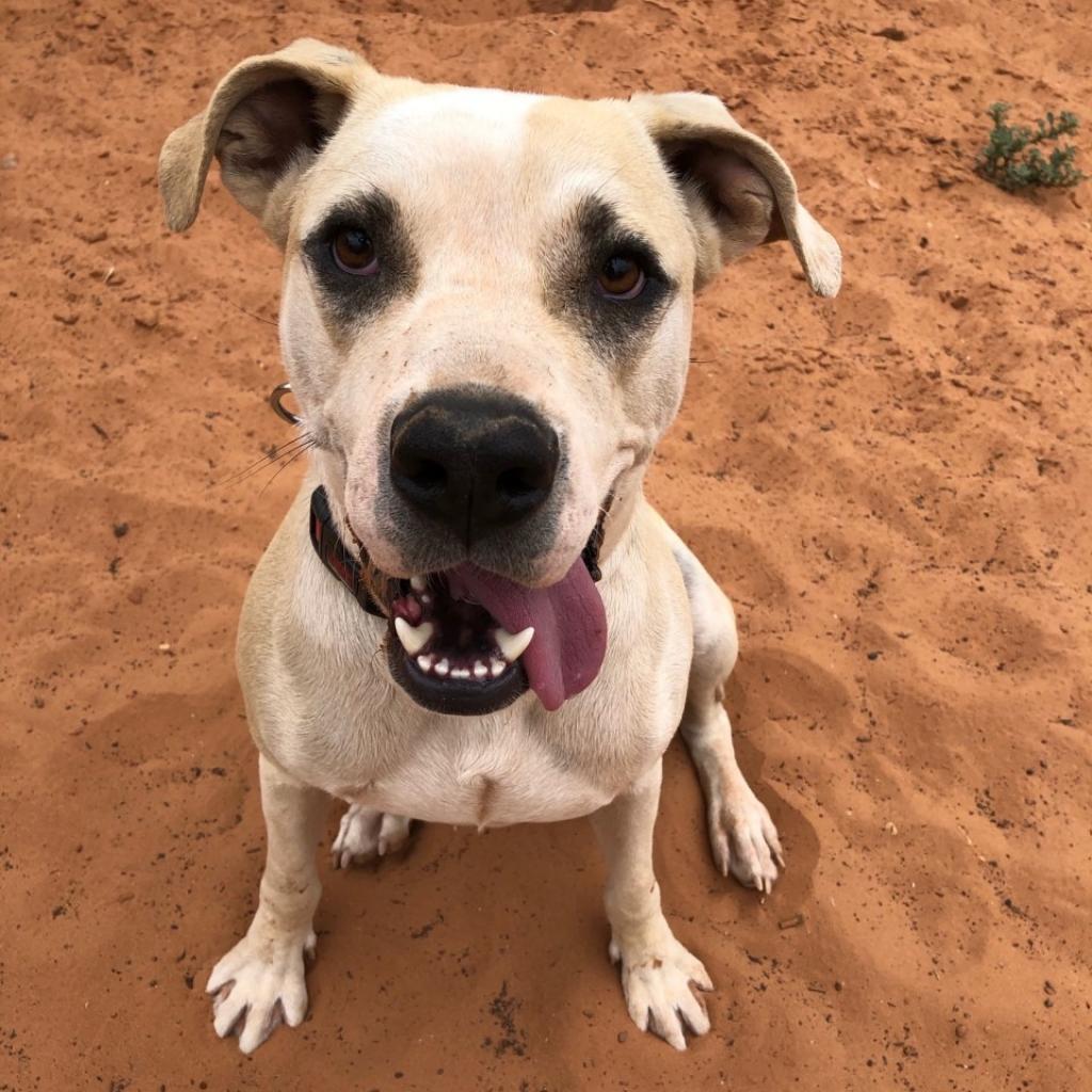 Chewy, an adoptable Boxer, Labrador Retriever in Kanab, UT, 84741 | Photo Image 3